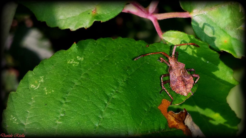 Coreidae: Coreus marginatus (ninfa) del Molise (IS)